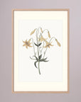 White Wildflower Botanical Study Vintage Wall Art Print Oak Nature Freja