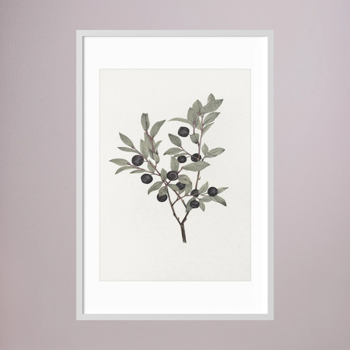 Olive Branch Botanical Study Vintage Wall Art Print White Wood White