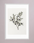 Olive Branch Botanical Study Vintage Wall Art Print White Wood White