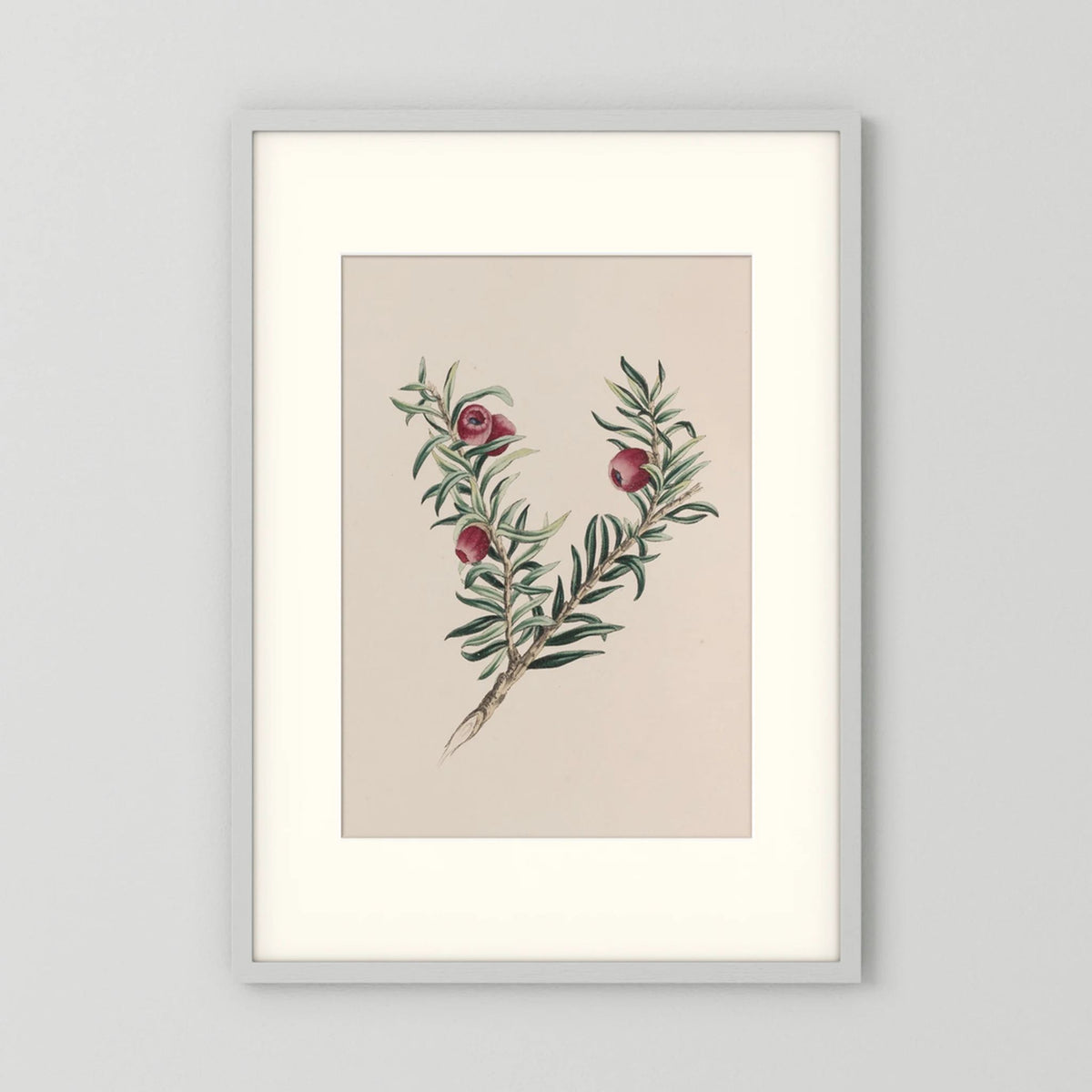 Vintage Red Berry Botanical Art Print