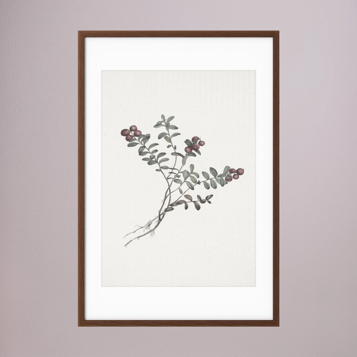 Red Berry Botanical Study Vintage Wall Art Print Oak Dark White