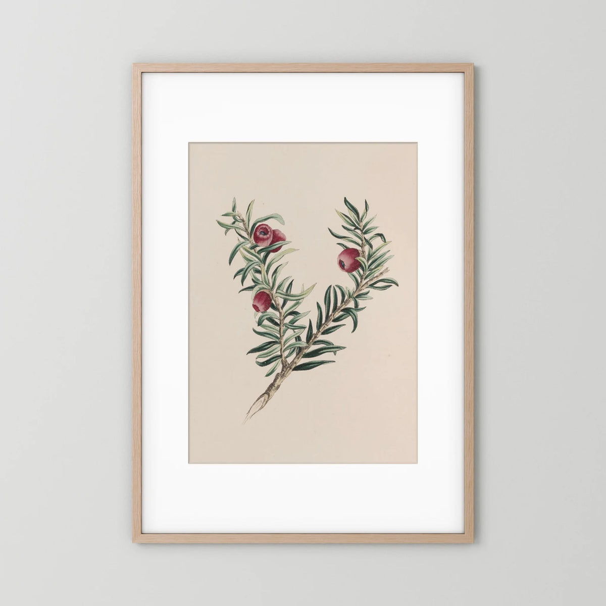 Vintage Red Berry Botanical Art Print