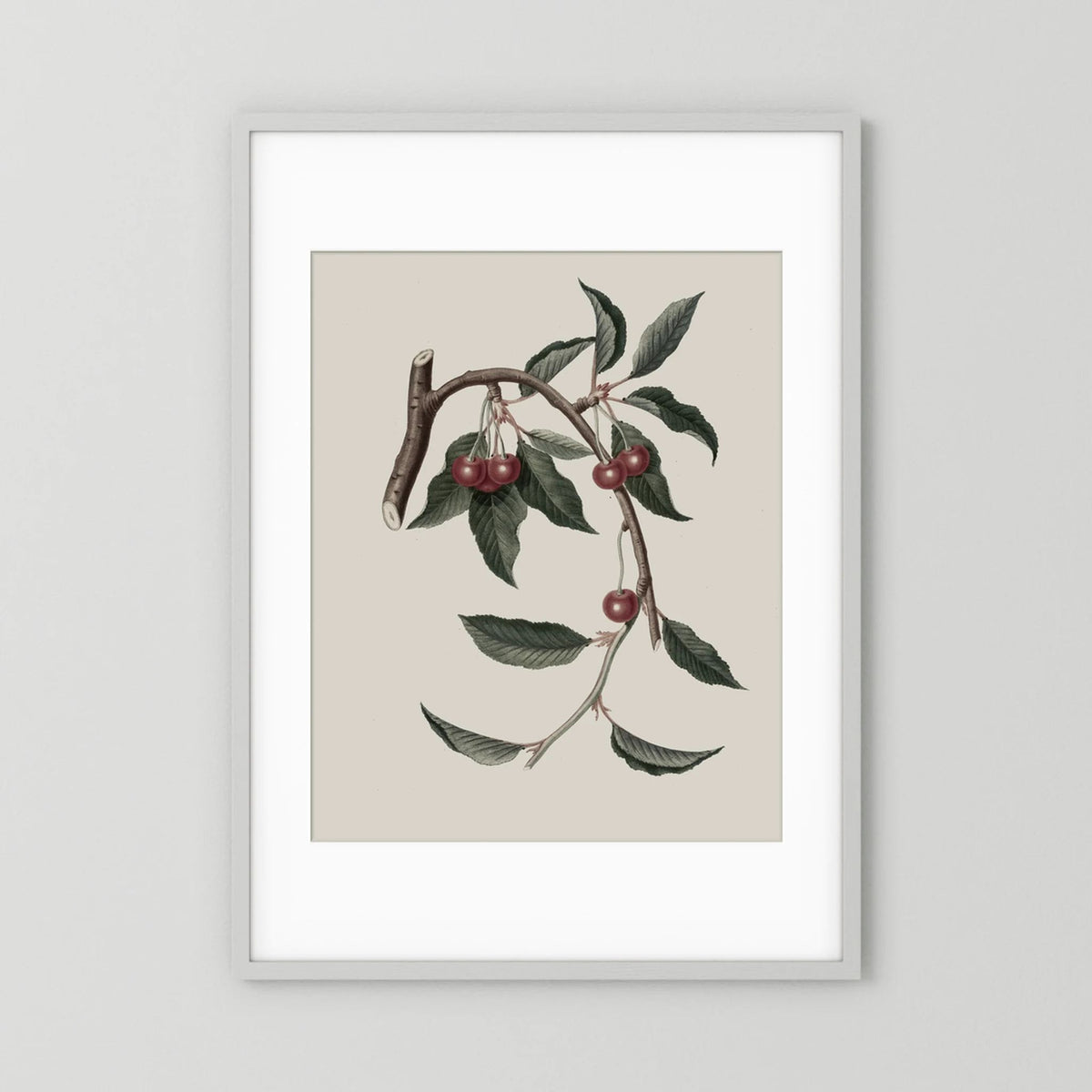 Vintage Cherry Botanical Art Print