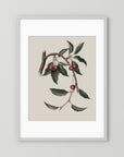 Vintage Cherry Botanical Art Print