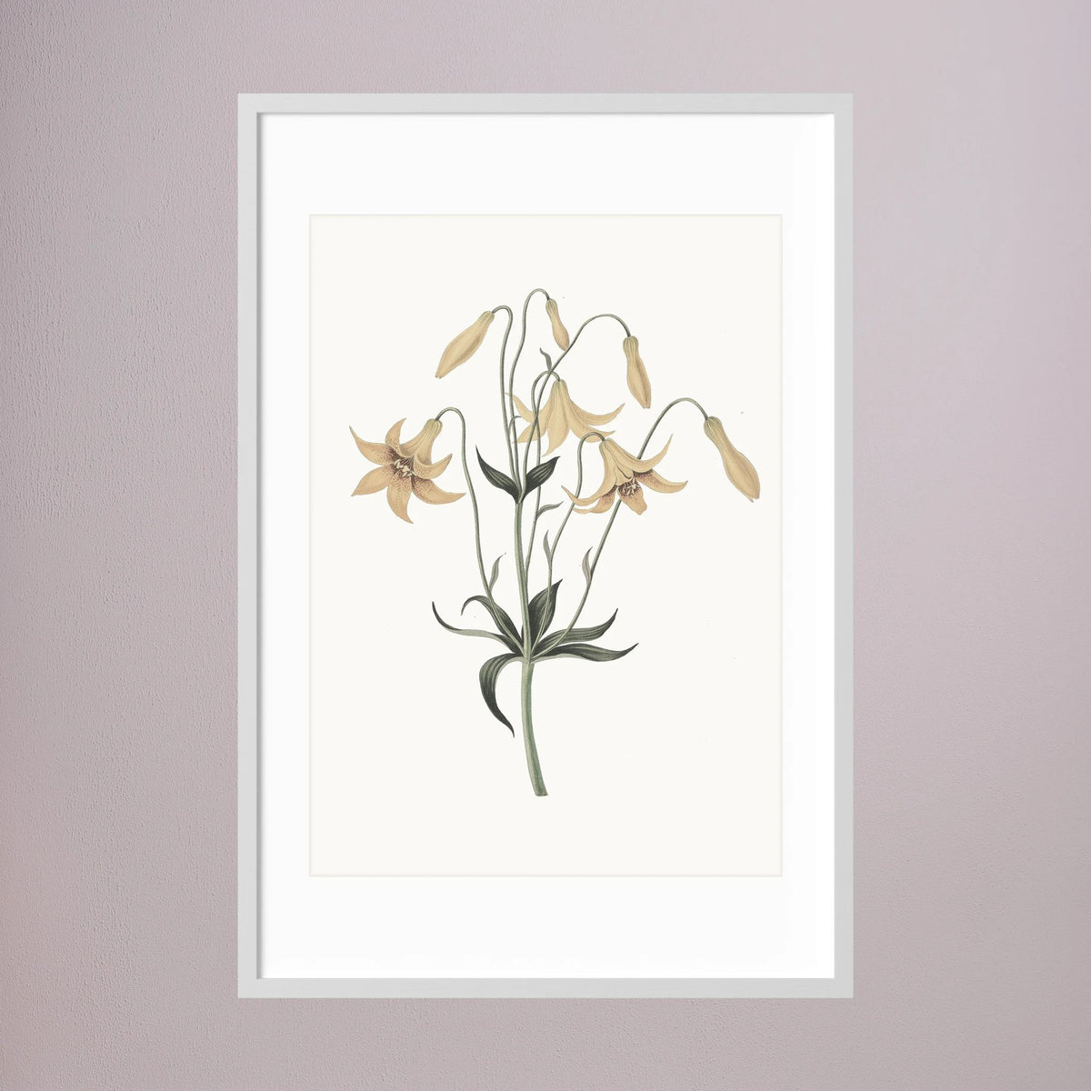 White Wildflower Botanical Study Vintage Wall Art Print White Wood White