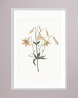 White Wildflower Botanical Study Vintage Wall Art Print White Wood White