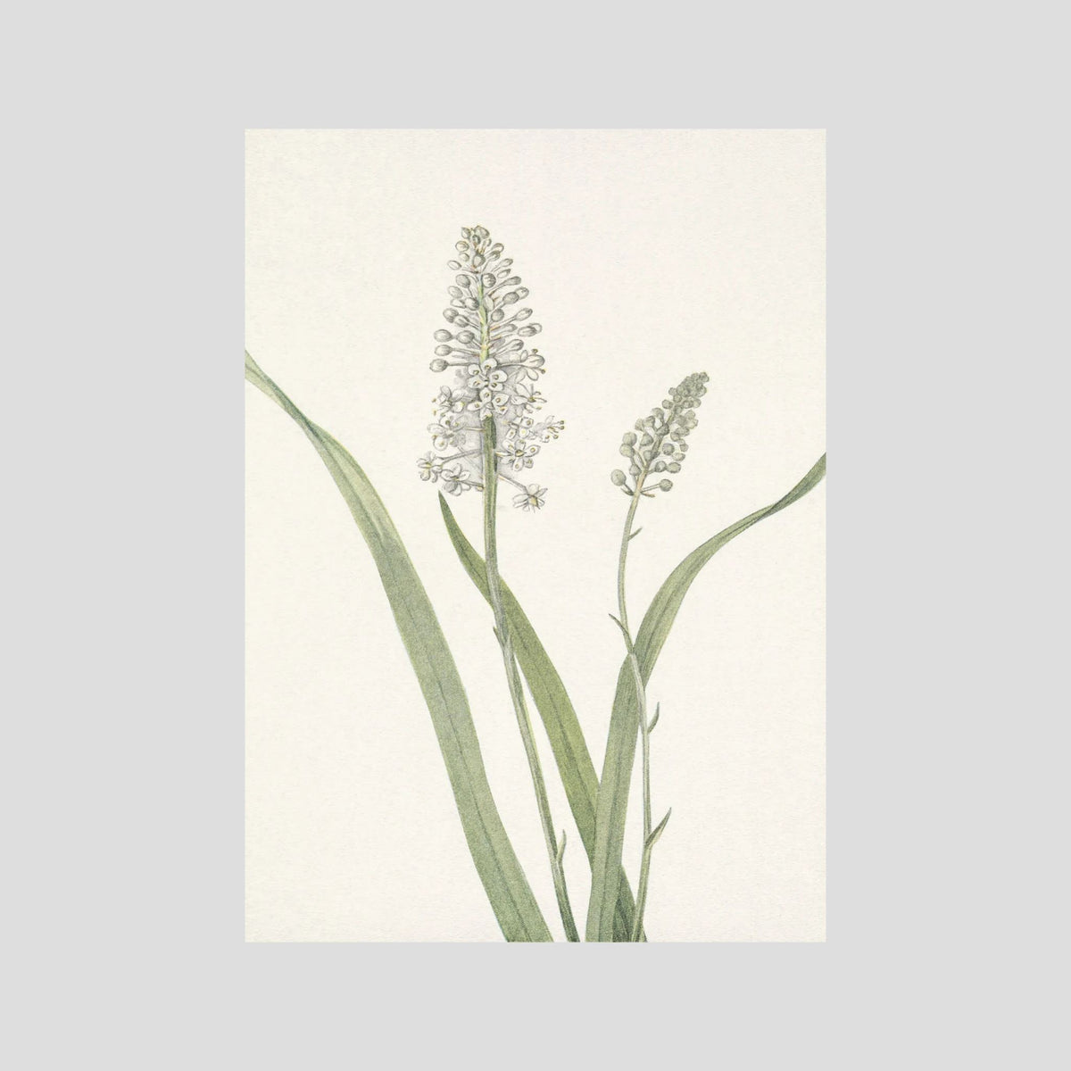 White Hyacinth Botanical Study Vintage Wall Art Print No Frame No border