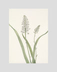 White Hyacinth Botanical Study Vintage Wall Art Print No Frame No border