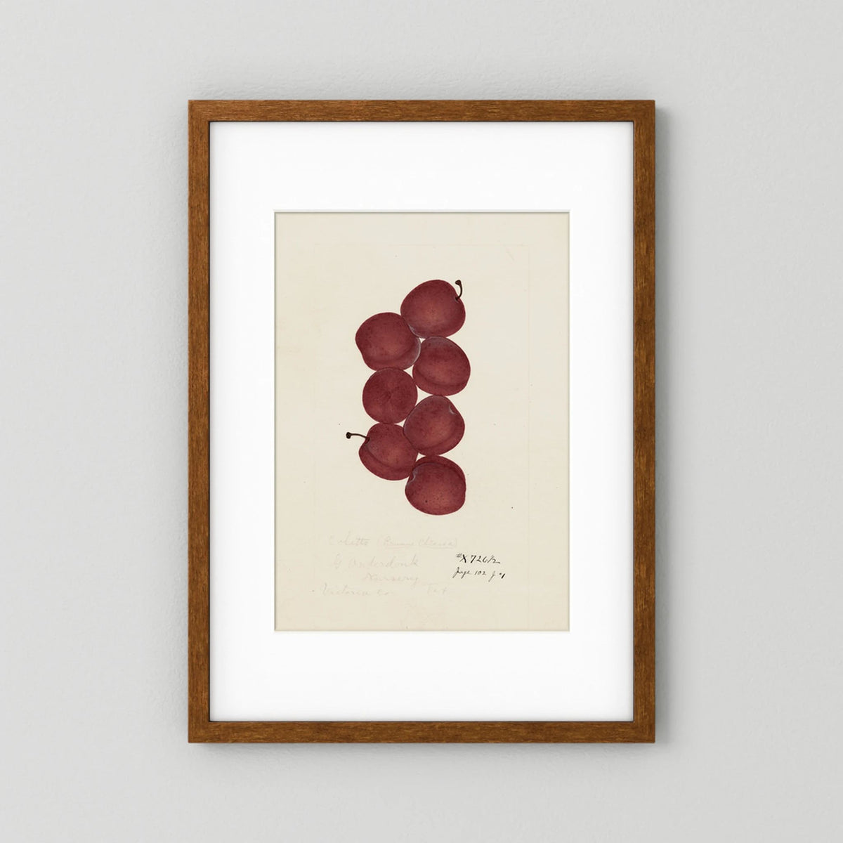 Vintage Red Plum Botanical Art Print