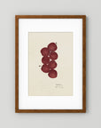 Vintage Red Plum Botanical Art Print