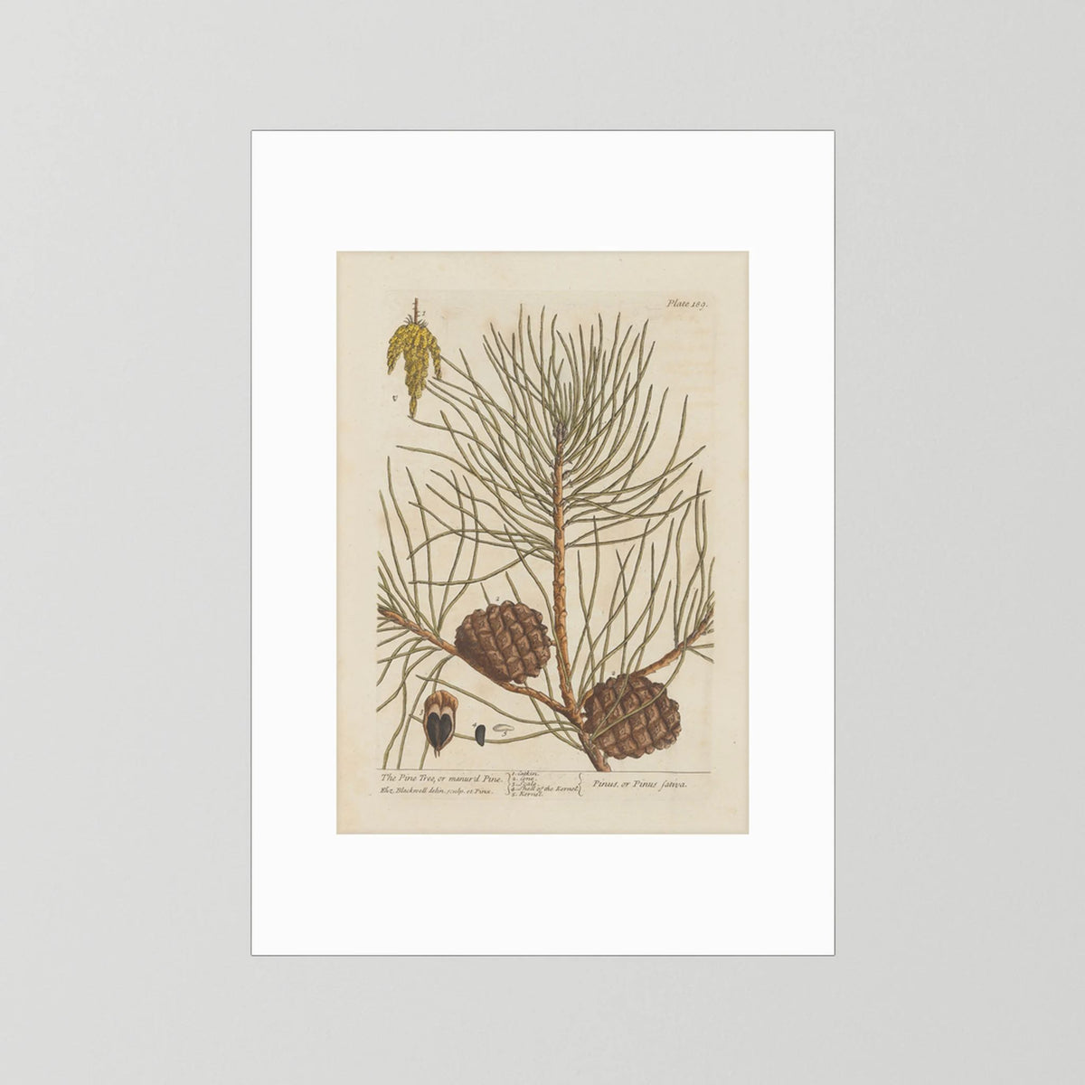 Vintage Pine Cone Botanical Art Print