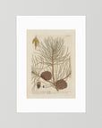 Vintage Pine Cone Botanical Art Print