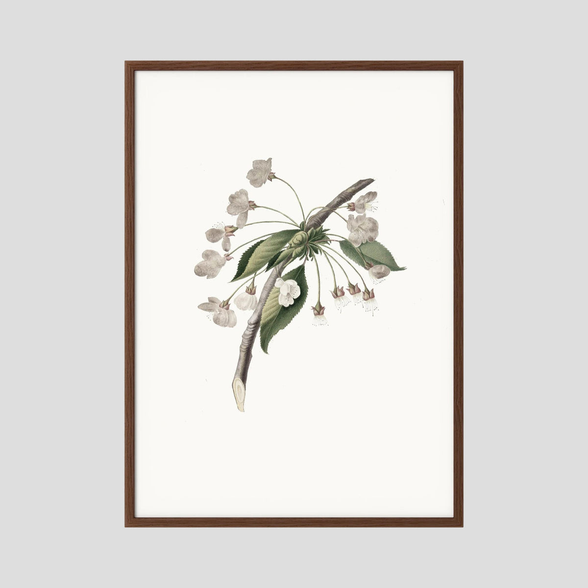 Delicate White Botanical Study Vintage Wall Art Print Oak Dark No border