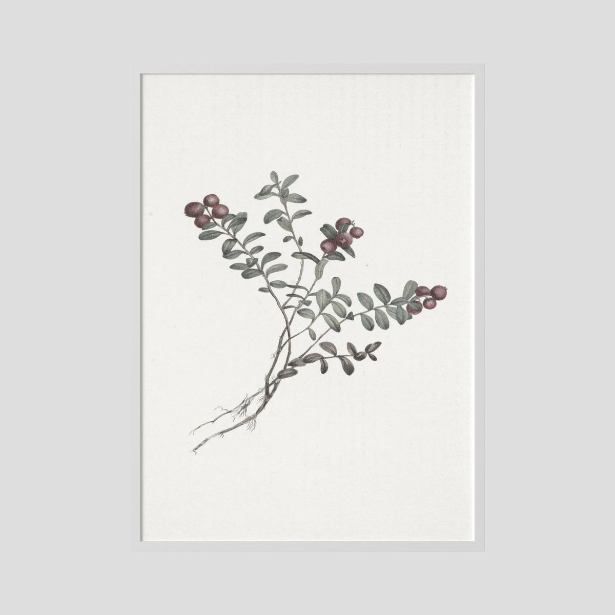 Red Berry Botanical Study Vintage Wall Art Print White Wood No border