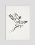 Red Berry Botanical Study Vintage Wall Art Print White Wood No border
