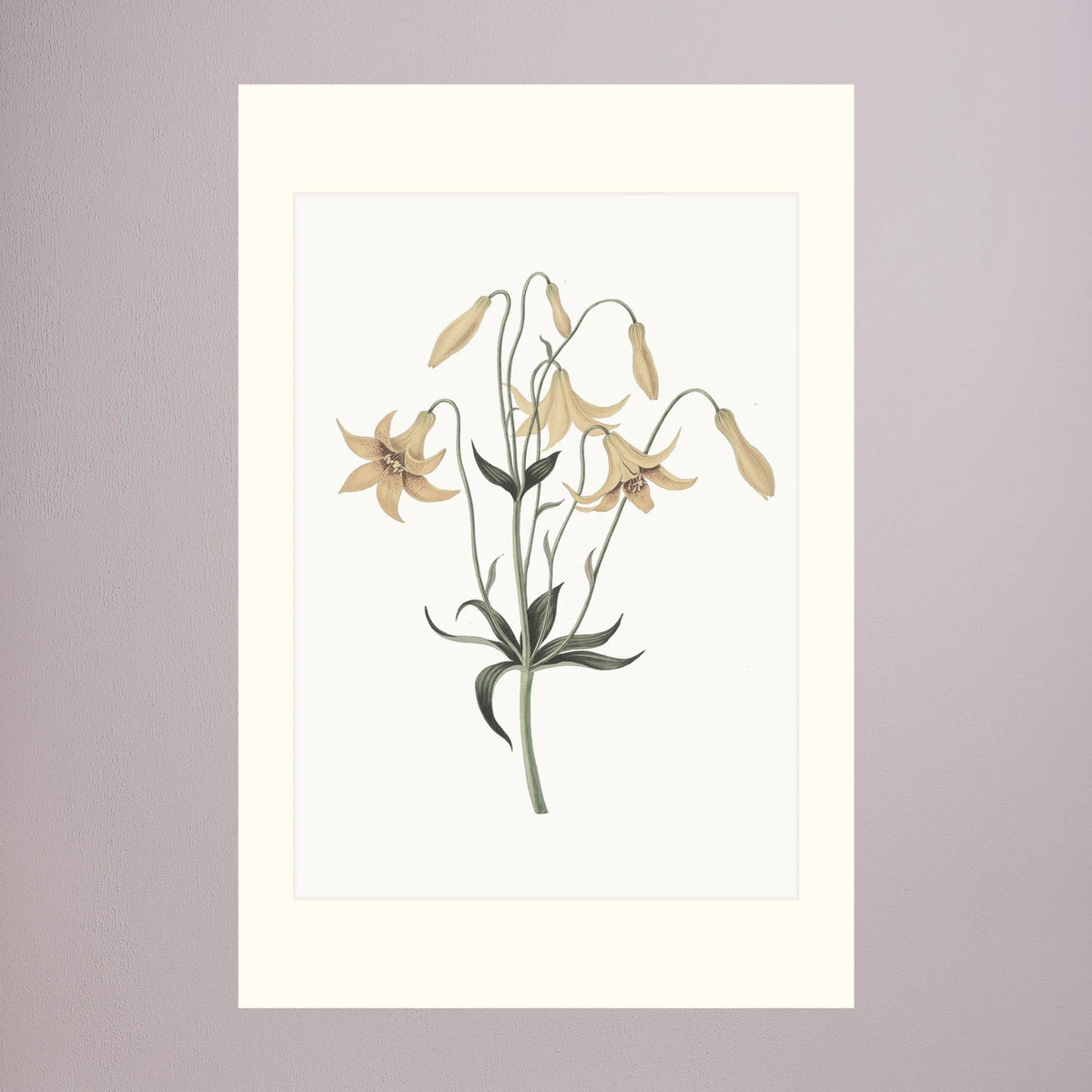 White Wildflower Botanical Study Vintage Wall Art Print No Frame Freja