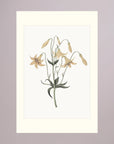 White Wildflower Botanical Study Vintage Wall Art Print No Frame Freja