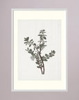 Green Berry Botanical Study Vintage Wall Art Print