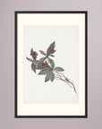 Pink Botanical Branch Study Vintage Wall Art Print Black Wood Freja