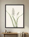 White Hyacinth Botanical Study Vintage Wall Art Print