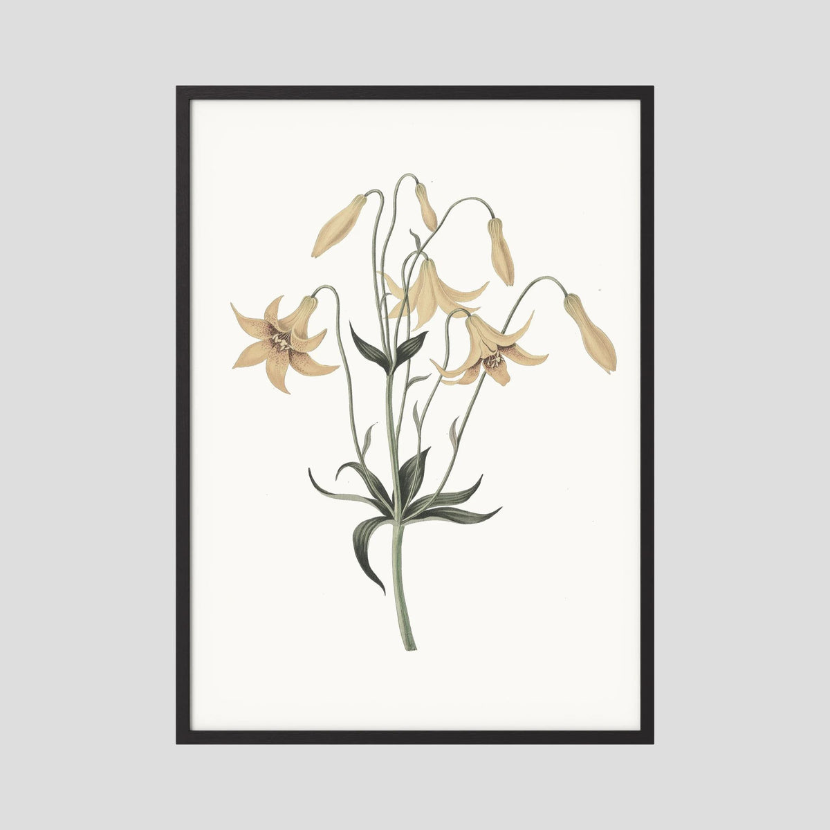 White Wildflower Botanical Study Vintage Wall Art Print Black Wood No border