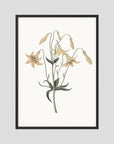 White Wildflower Botanical Study Vintage Wall Art Print Black Wood No border