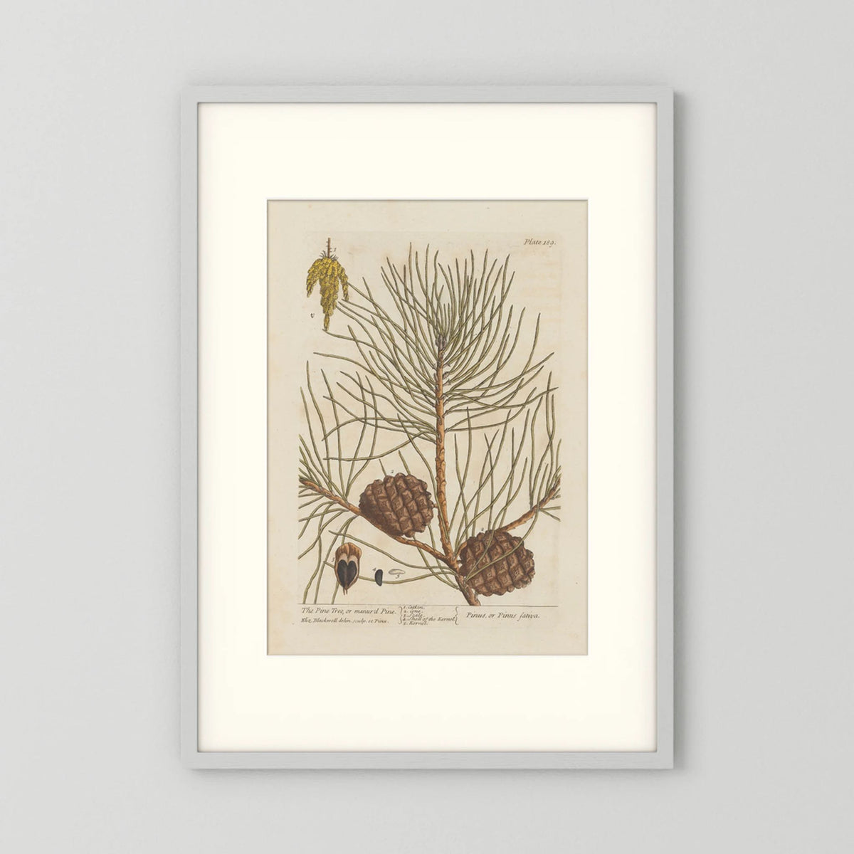 Vintage Pine Cone Botanical Art Print