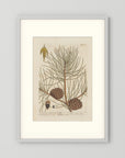 Vintage Pine Cone Botanical Art Print