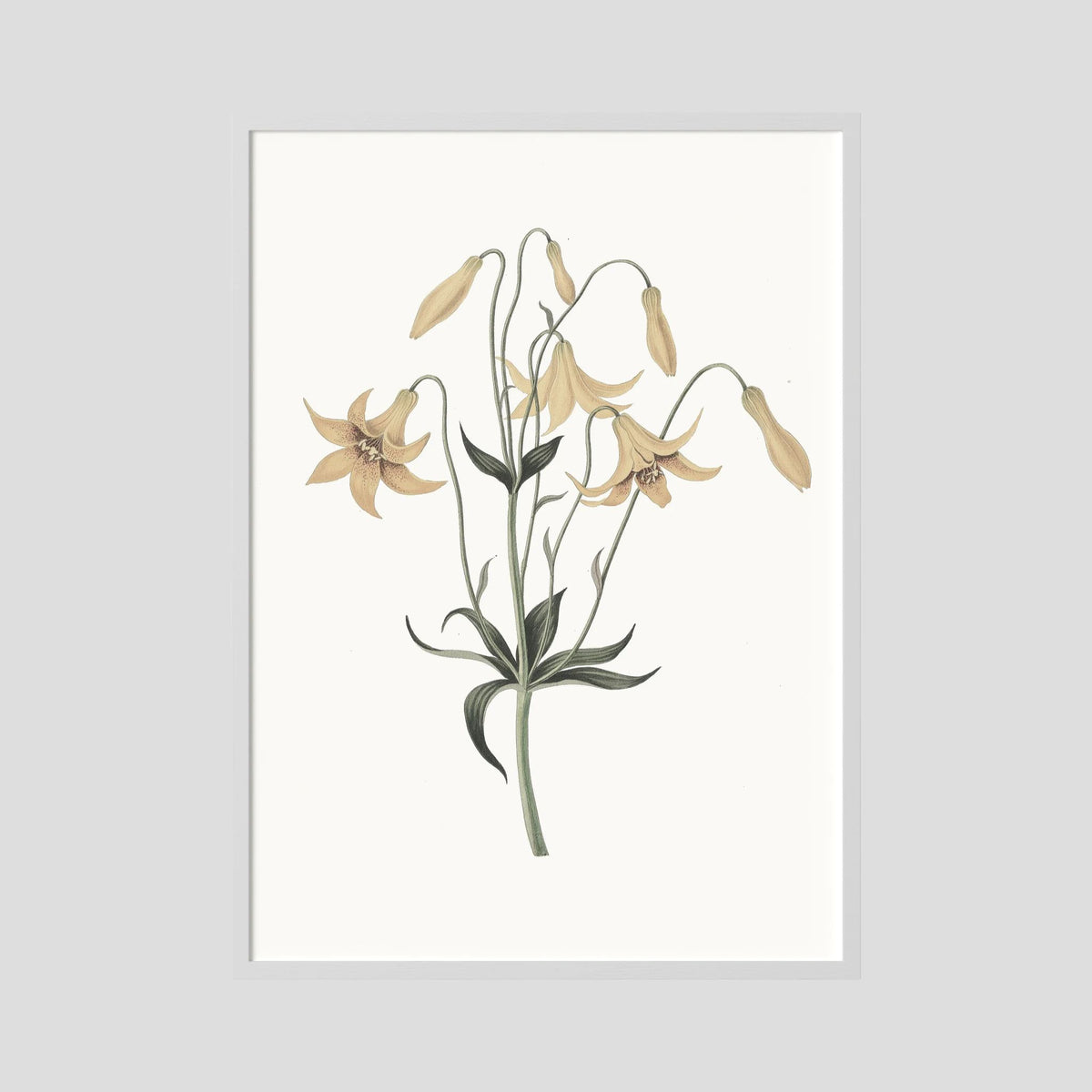 White Wildflower Botanical Study Vintage Wall Art Print White Wood No border