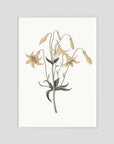White Wildflower Botanical Study Vintage Wall Art Print White Wood No border