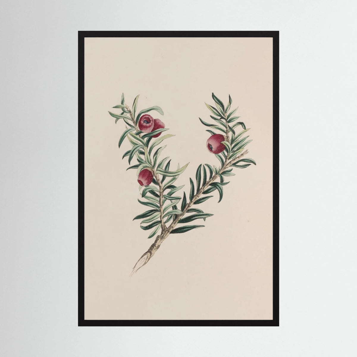 Vintage Red Berry Botanical Art Print