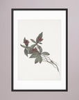 Pink Botanical Branch Study Vintage Wall Art Print Black Wood White