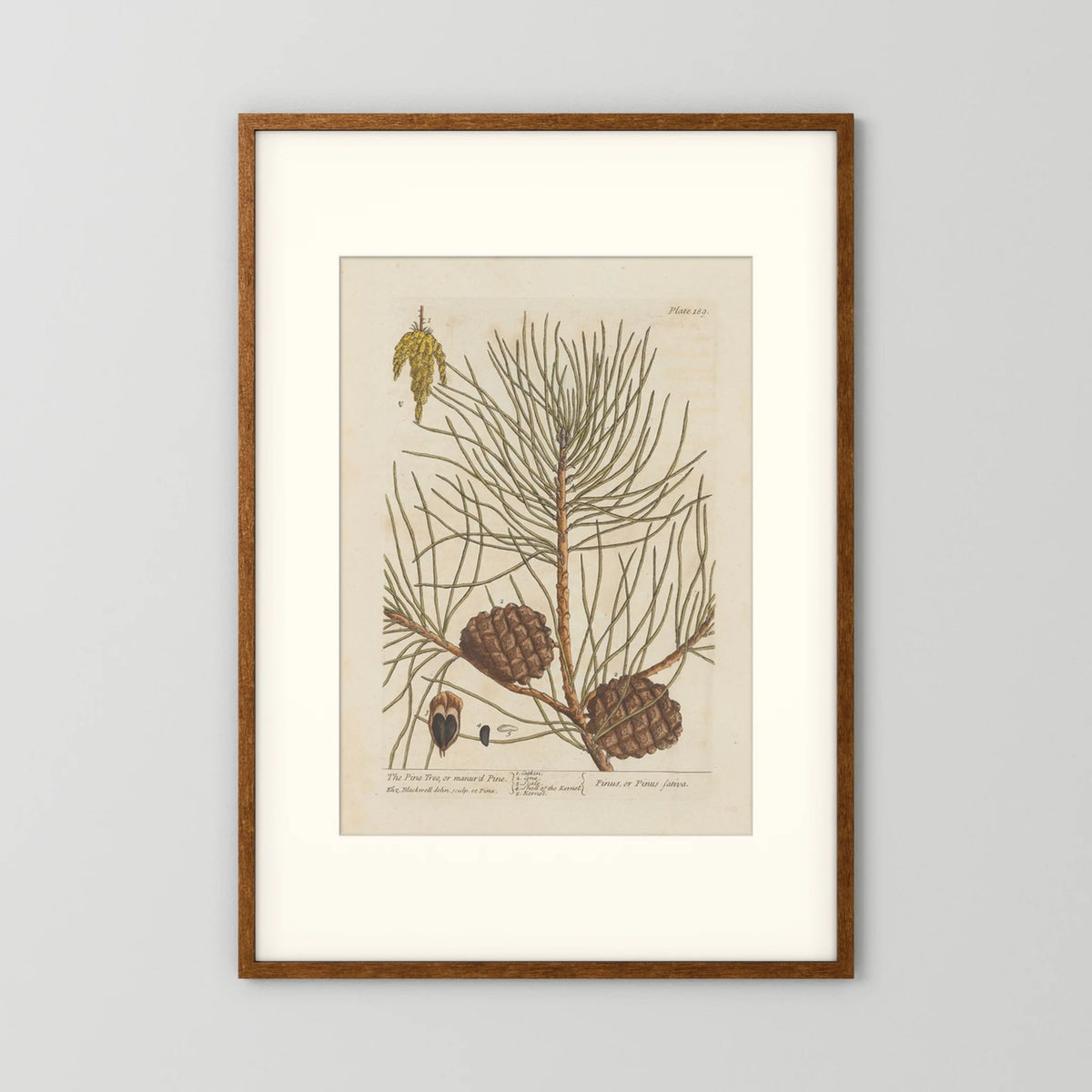 Vintage Pine Cone Botanical Art Print