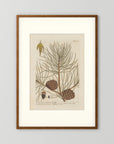 Vintage Pine Cone Botanical Art Print