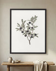 Olive Branch Botanical Study Vintage Wall Art Print