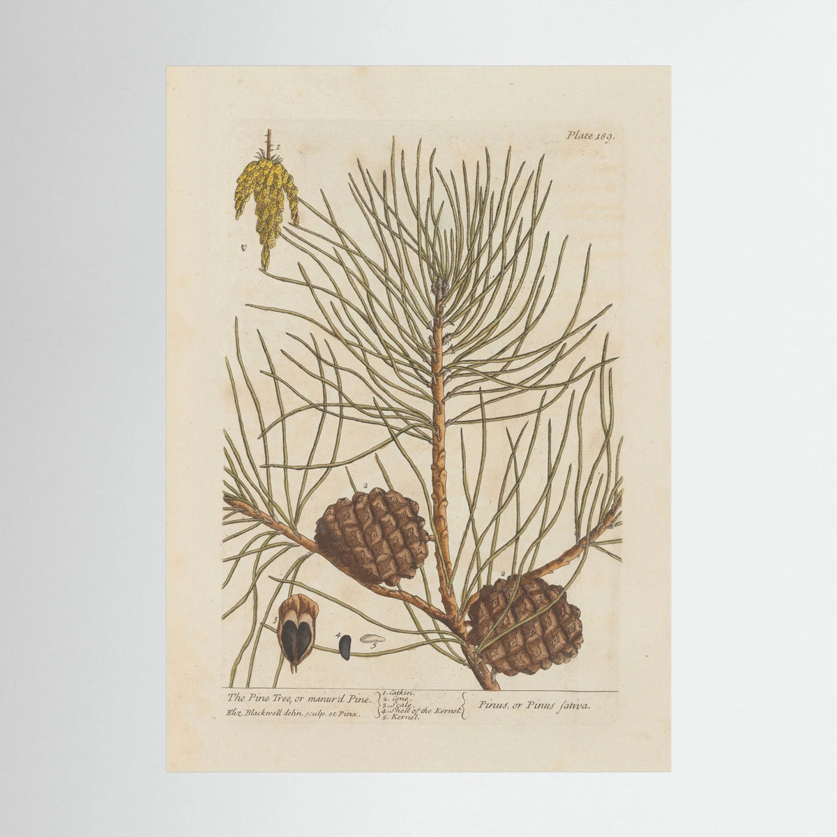 Vintage Pine Cone Botanical Art Print