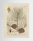 Vintage Pine Cone Botanical Art Print