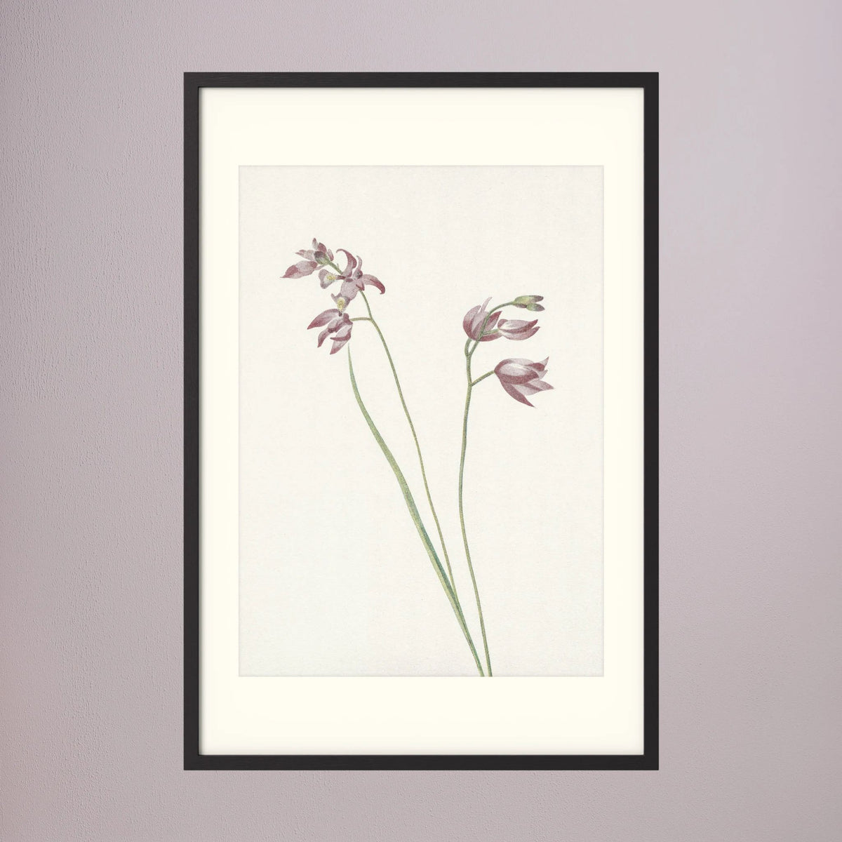 Pink Wildflower Botanical Study Vintage Wall Art Print Black Wood Freja