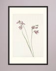 Pink Wildflower Botanical Study Vintage Wall Art Print Black Wood Freja