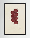 Vintage Red Plum Botanical Art Print