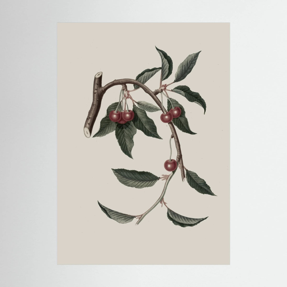 Vintage Cherry Botanical Art Print