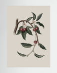 Vintage Cherry Botanical Art Print