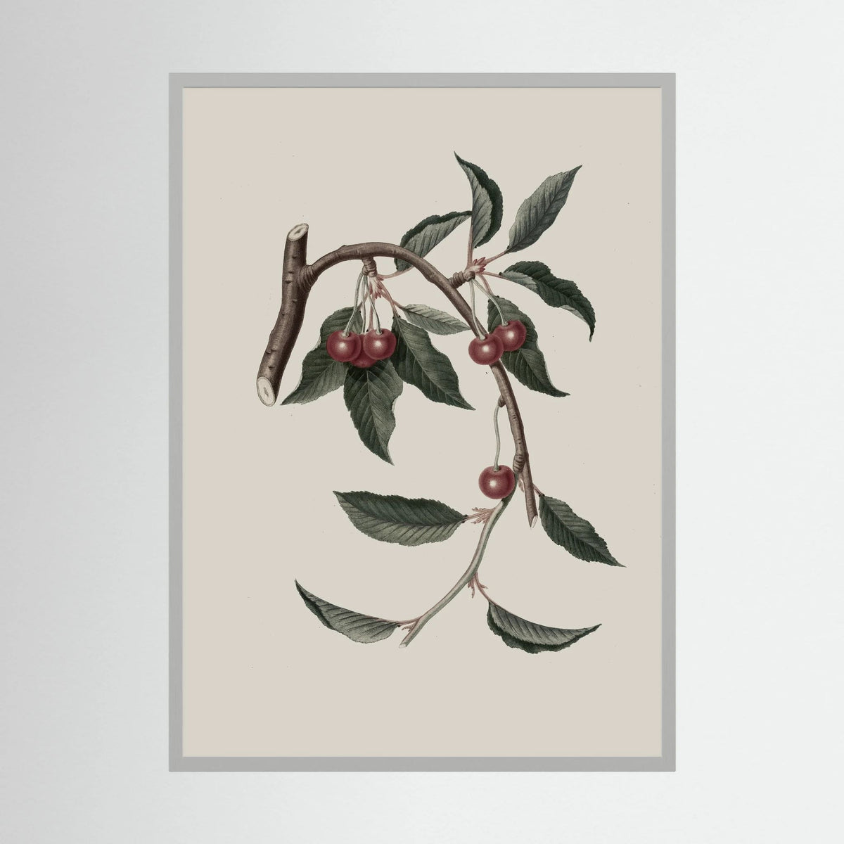 Vintage Cherry Botanical Art Print