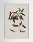 Vintage Cherry Botanical Art Print