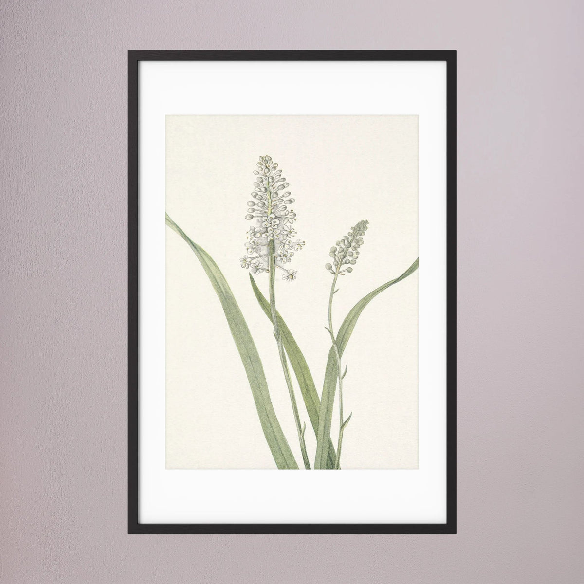 White Hyacinth Botanical Study Vintage Wall Art Print Black Wood White