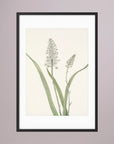 White Hyacinth Botanical Study Vintage Wall Art Print Black Wood White