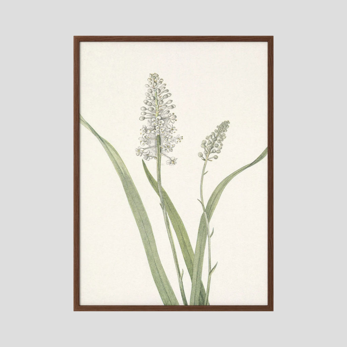 White Hyacinth Botanical Study Vintage Wall Art Print Oak Dark No border