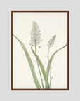 White Hyacinth Botanical Study Vintage Wall Art Print Oak Dark No border
