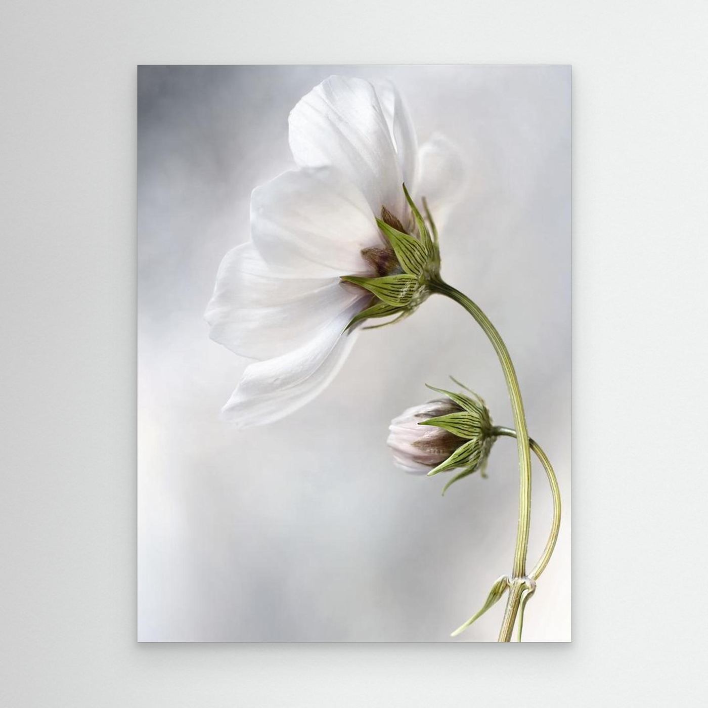 Heavenly Cosmos by Mandy Disher