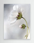 Heavenly Cosmos by Mandy Disher